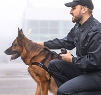 Guía canino